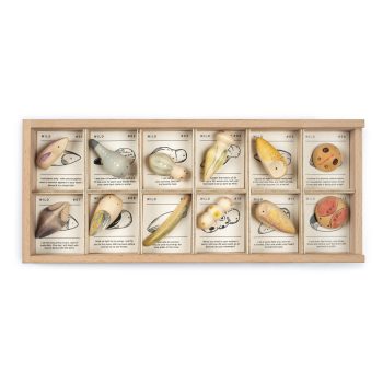 Grapat Wild, állatkák a vadonban, tárolóval