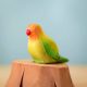 Bumbu Toys afrikai törpepapagáj, zöld